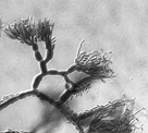 Leptographium piriforme