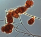 Monodictys artica