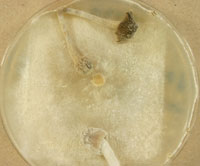 Coprinopsis neophlyctidospora UAMH 11230