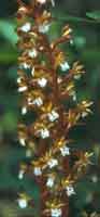 Corallorhiza maculata orchid