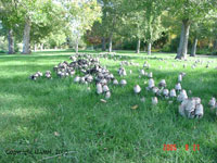 shaggy mane Coprinus comatus