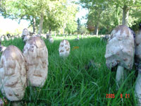 shaggy mane Coprinus comatus