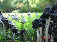 shaggy mane Coprinus comatus