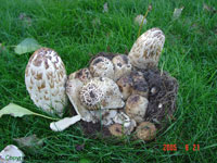 shaggy mane Coprinus comatus