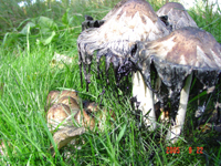 shaggy mane Corpinus comatus