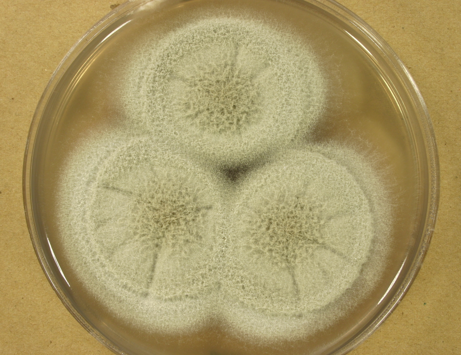 UAMH Centre for Global Microfungal Biodiversity