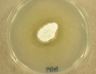 PDA · 13d · 25C