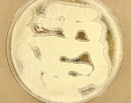 PDA