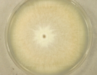 PDAC · 21d · 25C