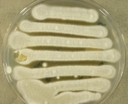 PDA · 7d · 25C