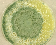 PDA · 7d · 25C