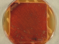 PDAC · 5d · 22C