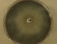 PDA · 14d · 25C