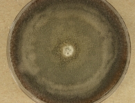 PDA · 14d · 25C