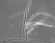sc · 5d · 25C
