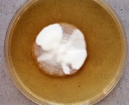 24d · 25C