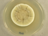 PDA · 14d · 35C