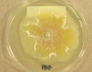 PDA · 16d · 30C