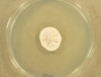 PDA · 15d · 22C