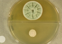 14d · 30C