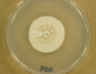 PDA · 21d · 22C