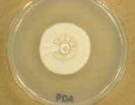 PDA · 21d · 22C