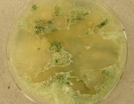 OAT · 43d · 25C