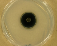 PDA · 15d · 30C
