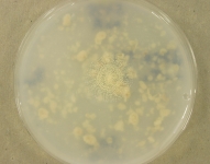 OATC · 42d · 30C