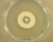 PDAC · 14d · 30c