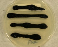 PDA · 15d · 30C