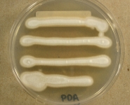 PDA · 7d · 25C