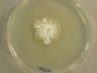 PDa · 7d · 35C
