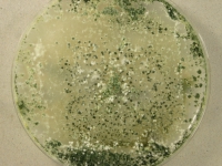 OATC · 14d · 25C