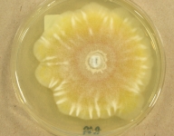 PDA · 16d · 30C