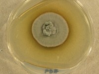 PDA · 35d · 25C