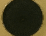 PDA · 15d · 22C