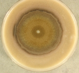 53d · 22C