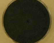 PDA · 15d · 18C