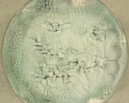 33d · 22C