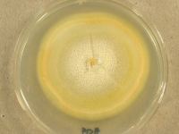 PDA · 31d · 22C