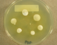 PDA · 15d · 22C