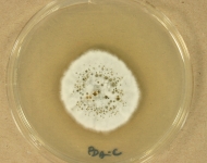 PDAC · 27d · 18C