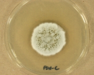 PDAC · 27d · 22C