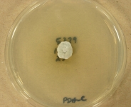 PDAC · 27d · 25C