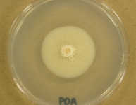 PDA · 21d · 22C