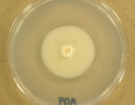 PDA · 21d · 22C