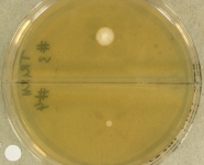 14d · 35C