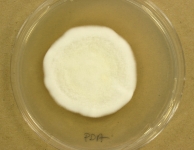 PDA · 14d · 35C