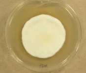 PDA · 14d · 35C
